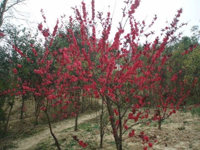 安徽紅葉碧桃，紅梅，紅葉石楠球