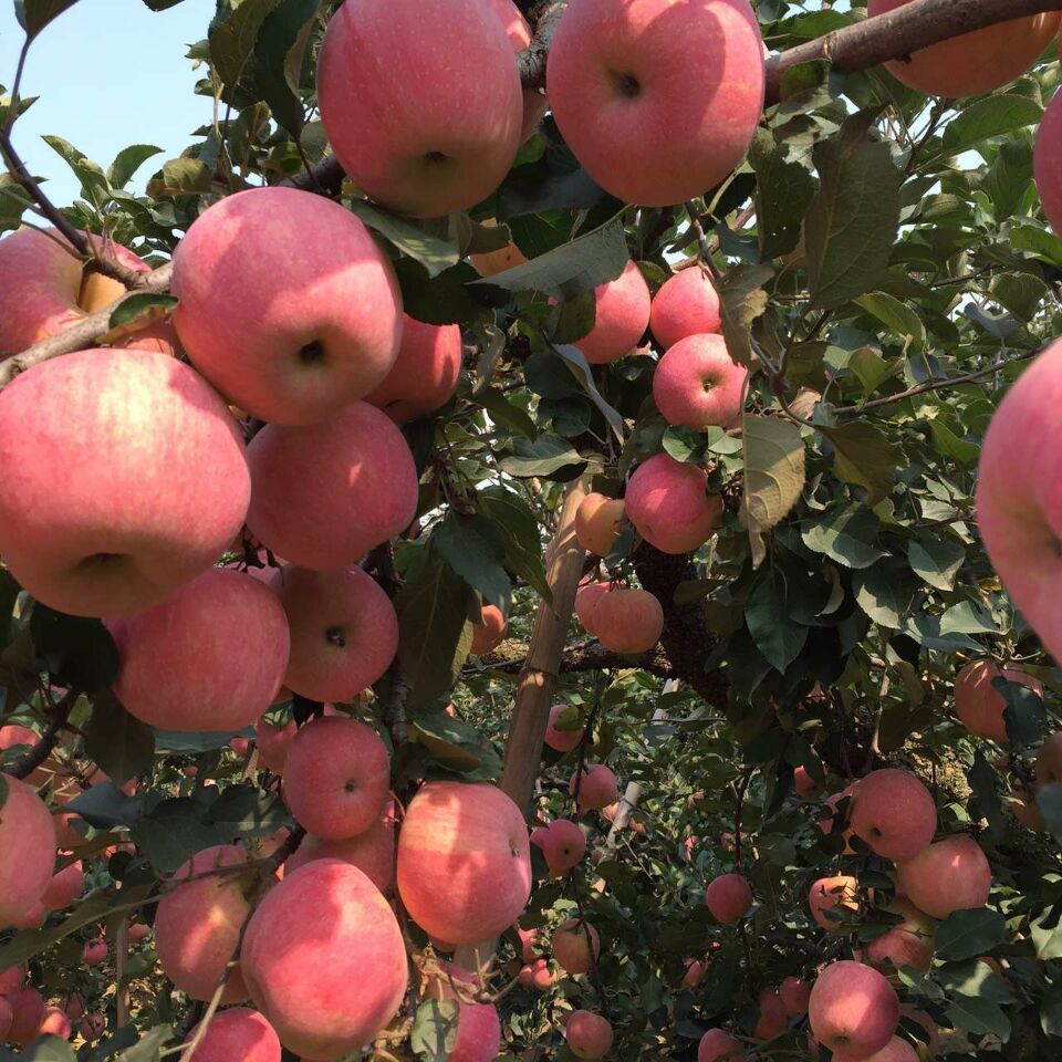 紅富士蘋果產地價格山東蘋果價格行情