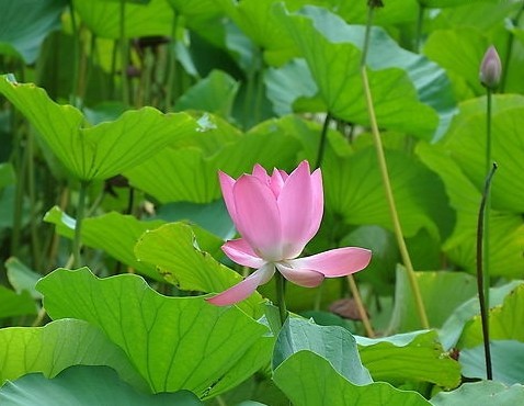 供應荷葉茶代用茶代加工